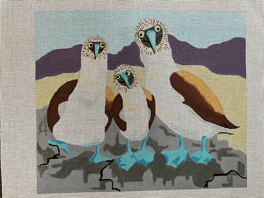 3 Blue Footed Boobies